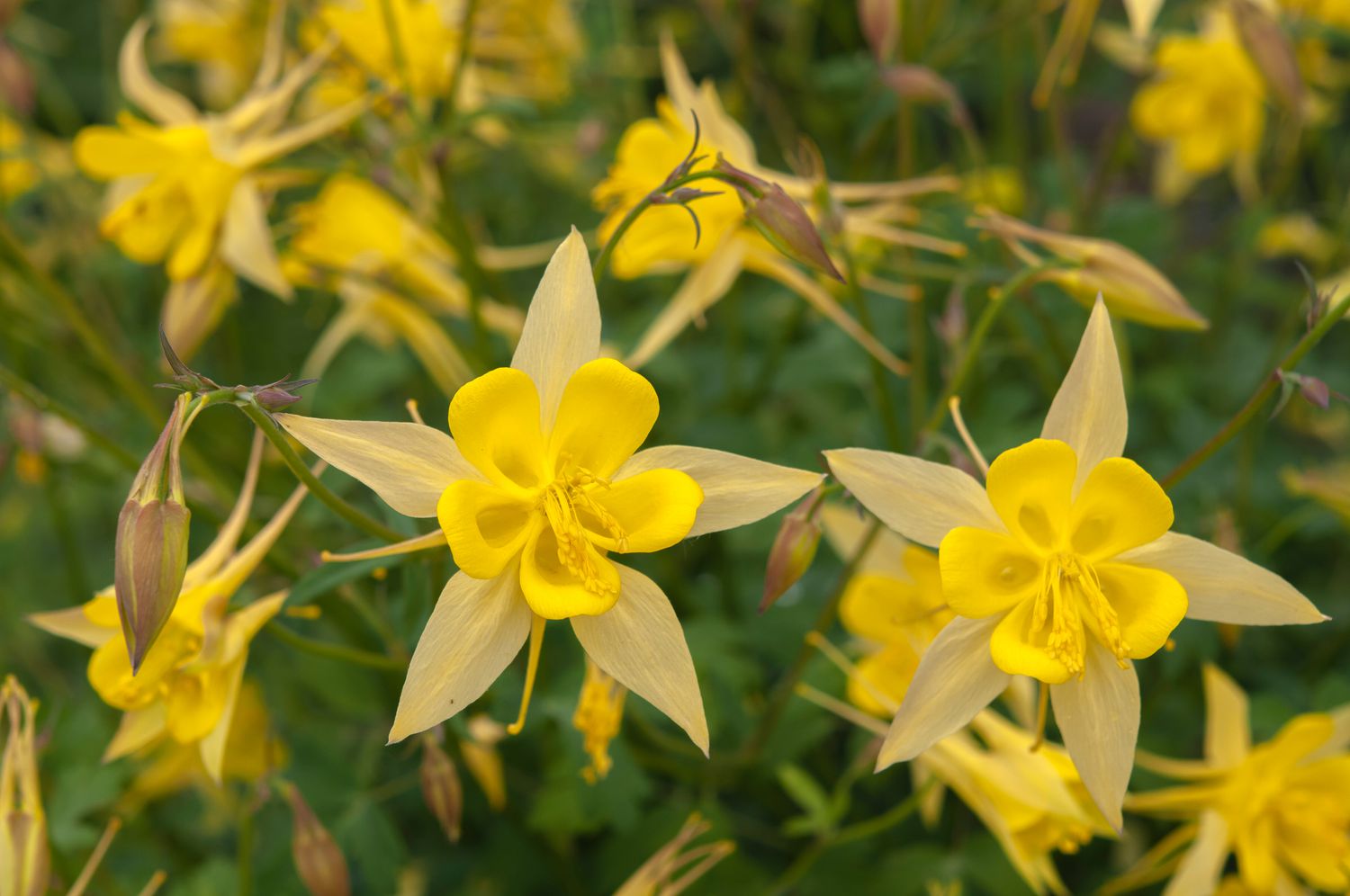 yellow columbine flowers