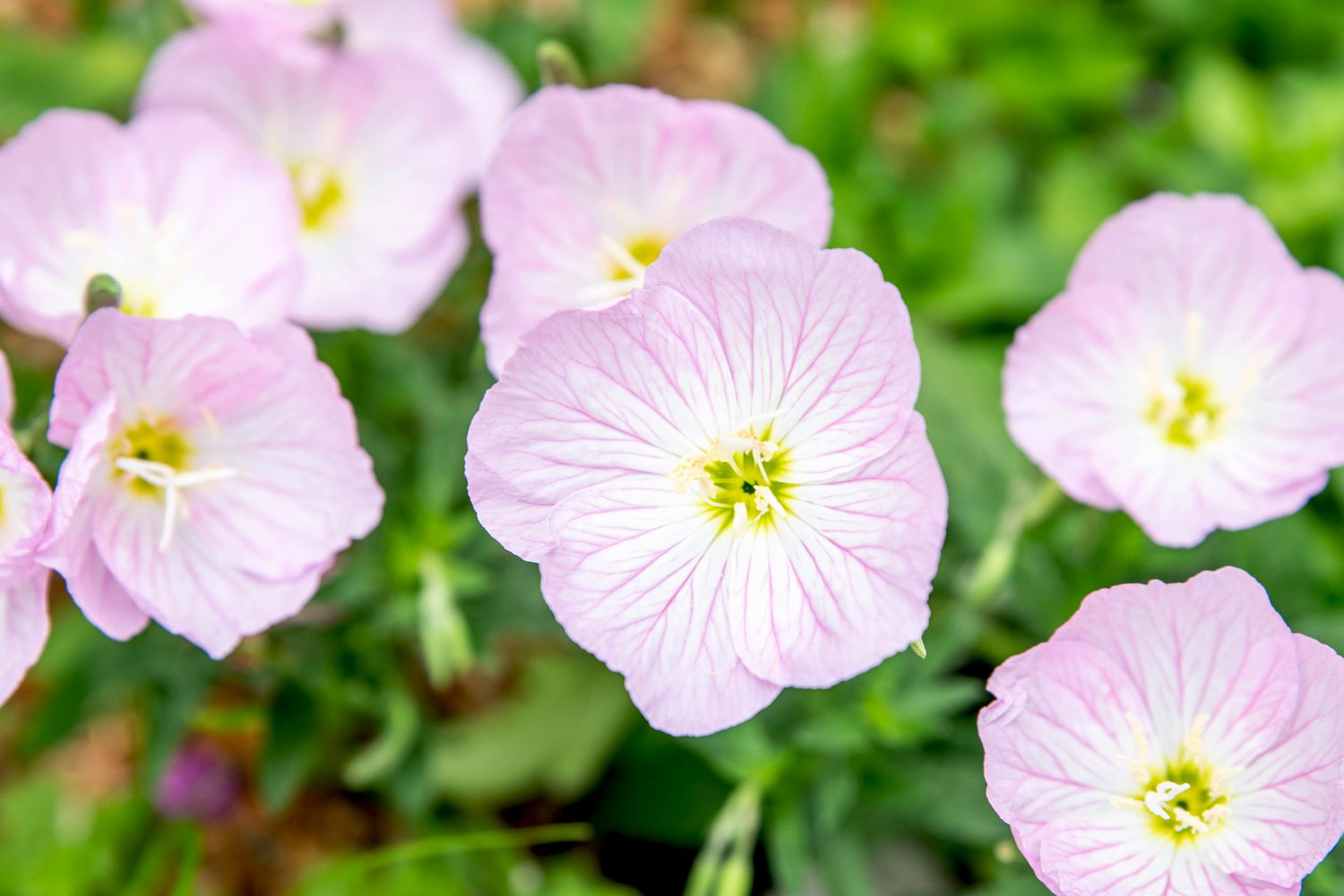 Anbau und Pflege der Rosa Nachtkerze