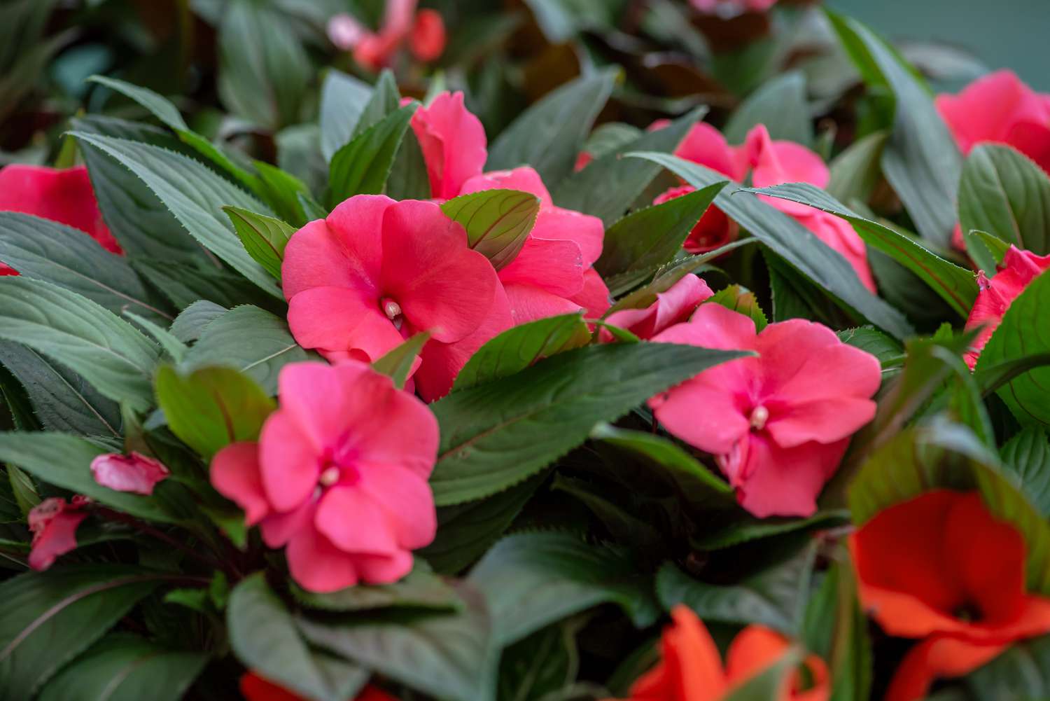 Sunpatiens 'Compact Pink' flowers surrounded with tooth-edged leaves closeup