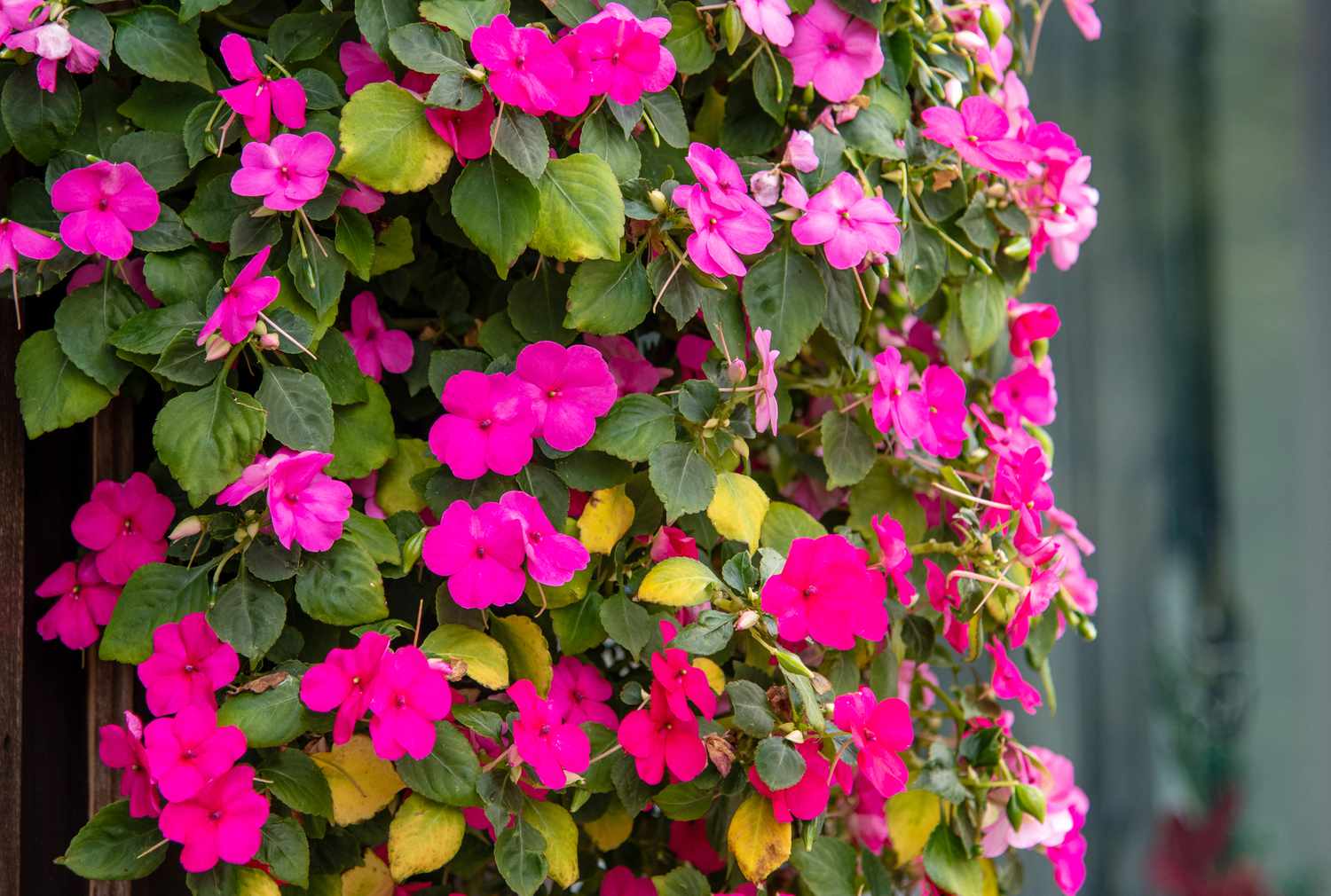 Impatiens planta trepadora en sombra con flores de color rosa brillante