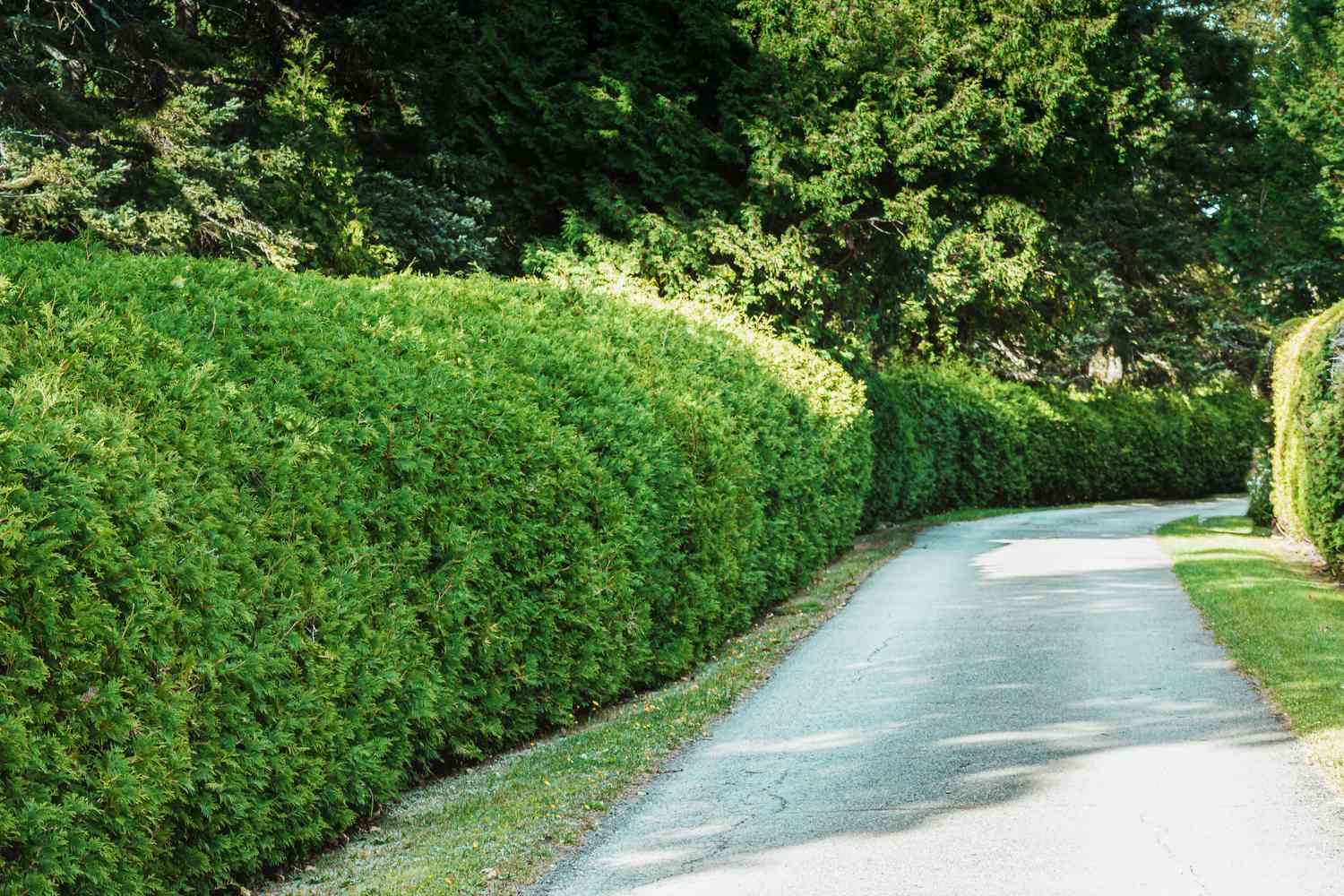 15 meilleurs arbustes à feuillage persistant et à fleurs pour les haies