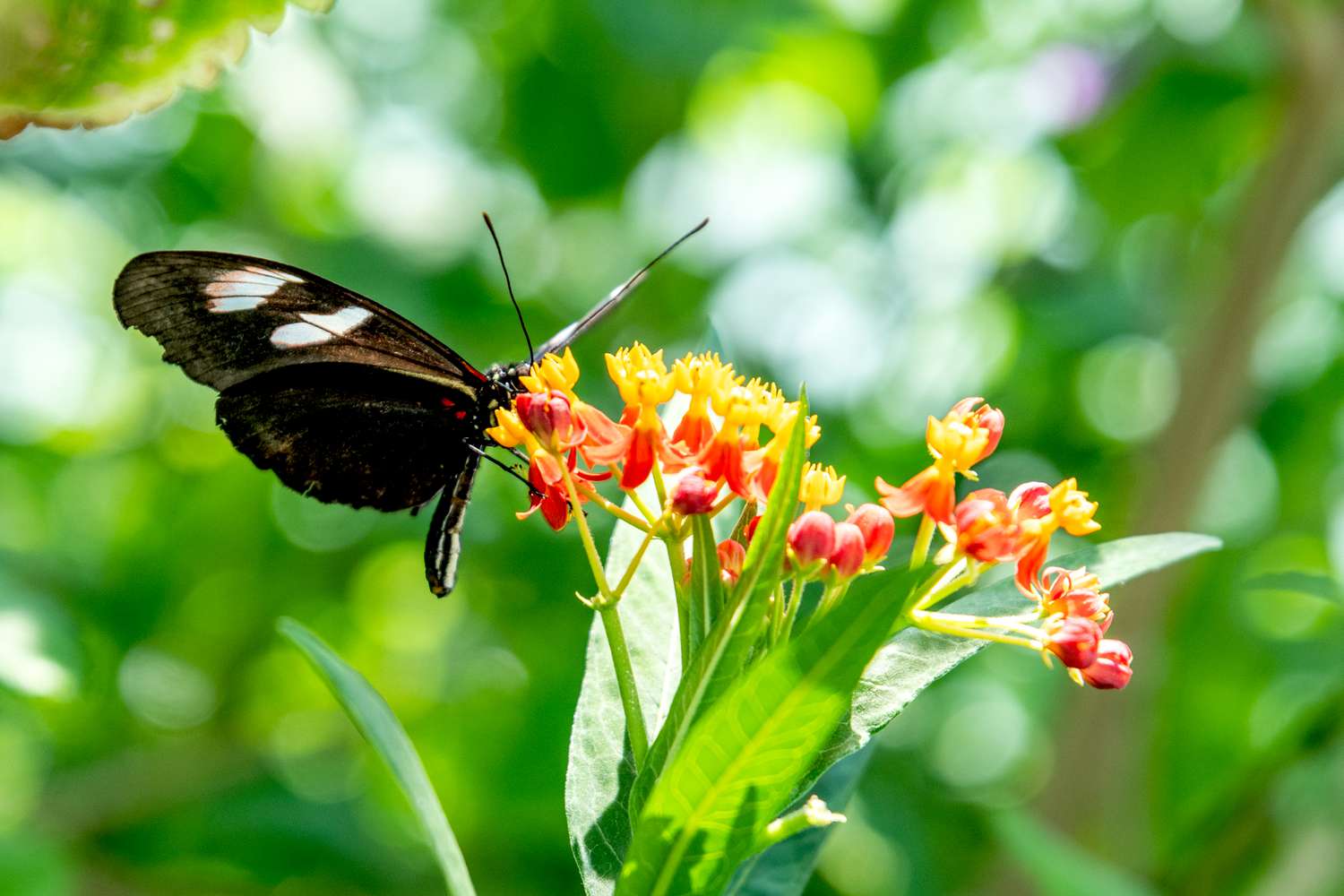 Schwarzer Schmetterling, der sich von den gelben und roten Blütenblättern der Blutblumenpflanze ernährt