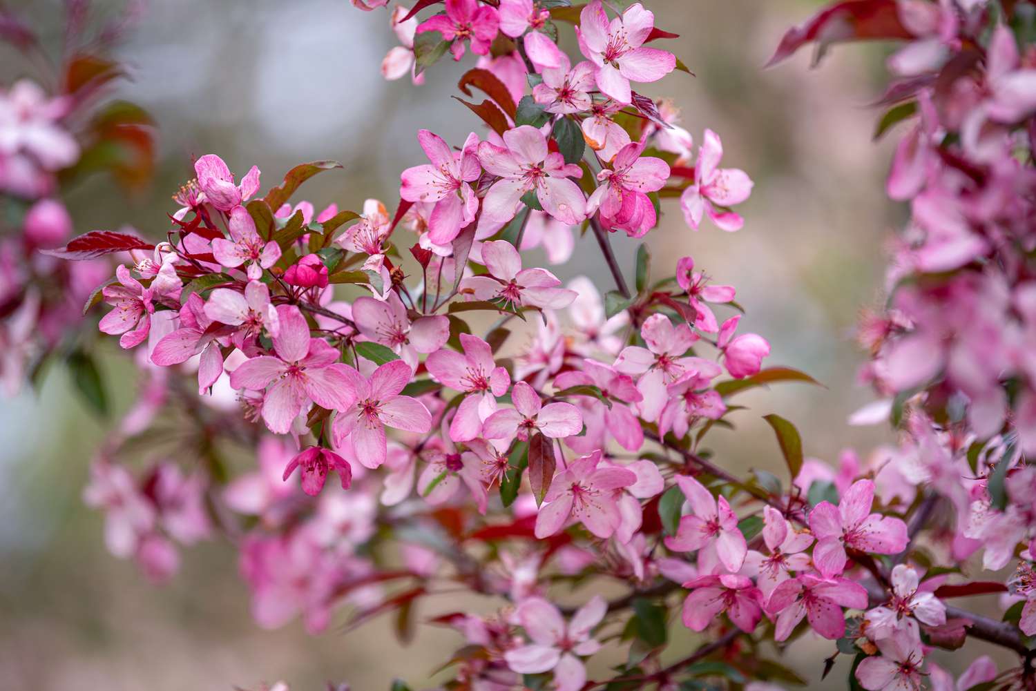 Crabapple tree branch with bright pink flower blossoms for hummingbirds