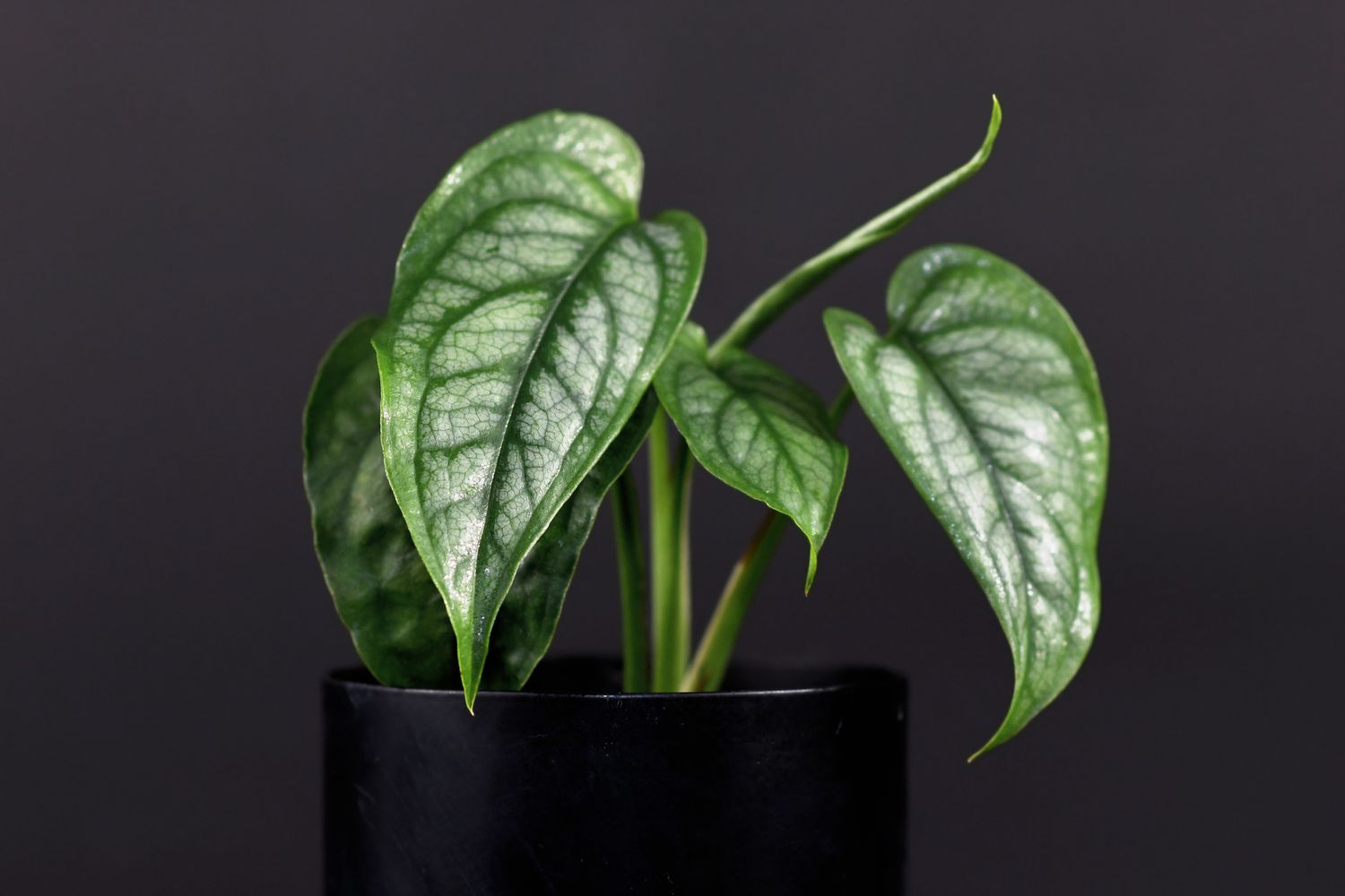 Rare tropical 'Monstera Siltepecana' house plant in small black flower pot on dark black background