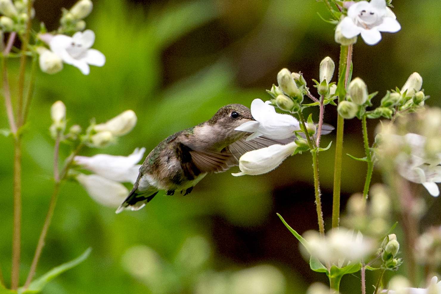 Kolibri fliegt und ernährt sich von den Blüten der weißen Fingerhut-Bartzunge