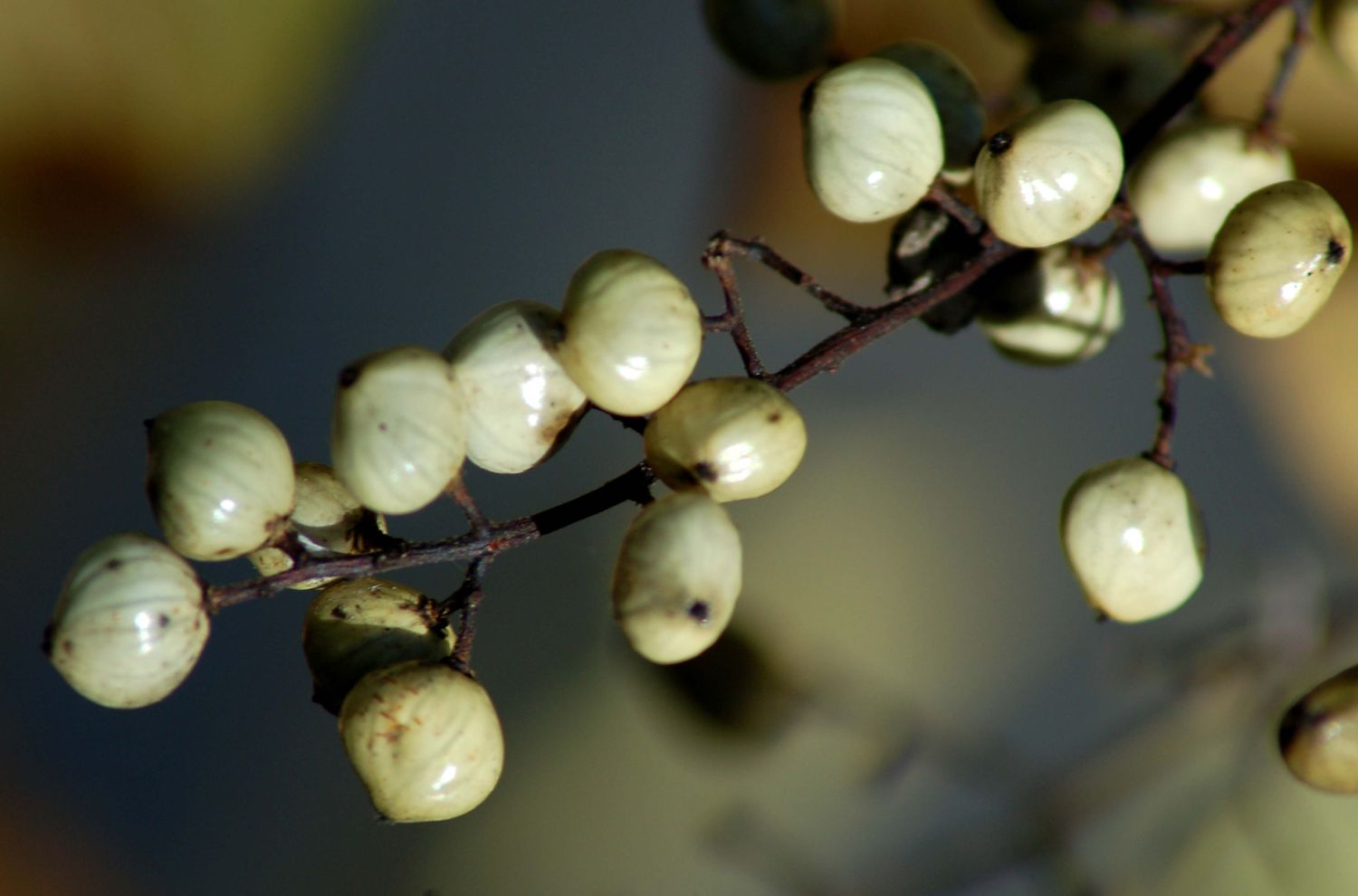 Weiße Beeren des Giftsumachs.