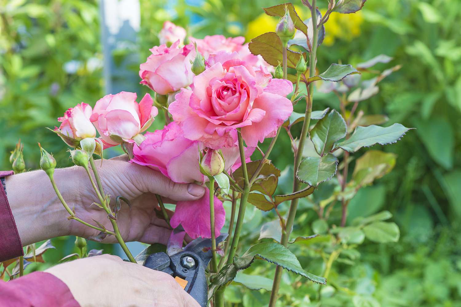 Rosa Rosenstrauch wird im Garten beschnitten