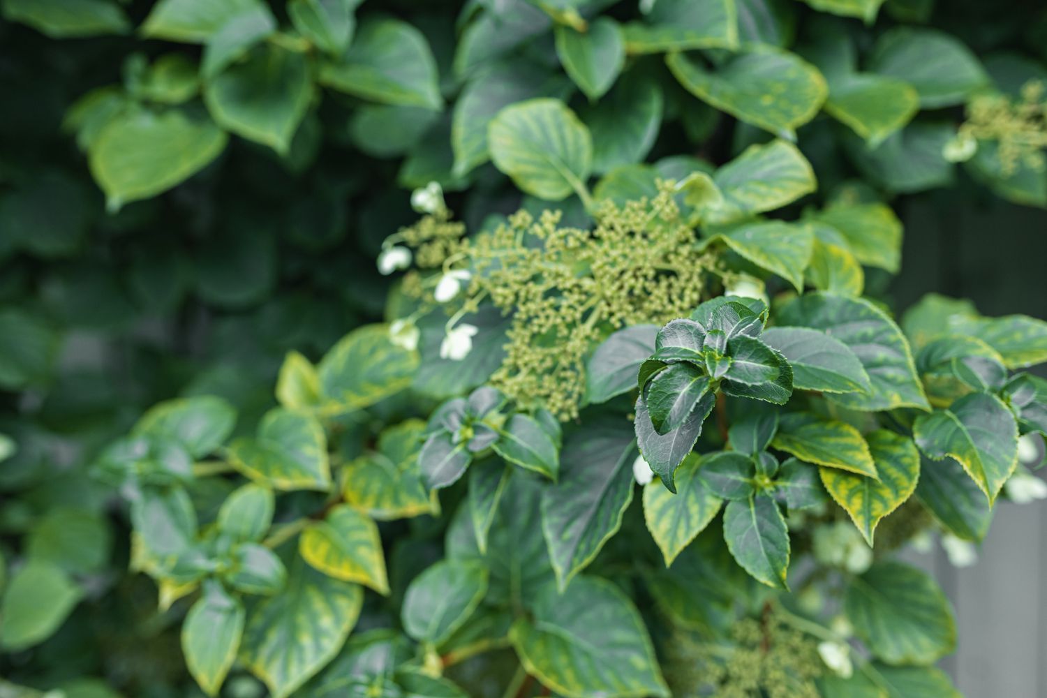 Galho de hortênsia trepadeira com folhas verdes e amarelas e pequenas flores brancas