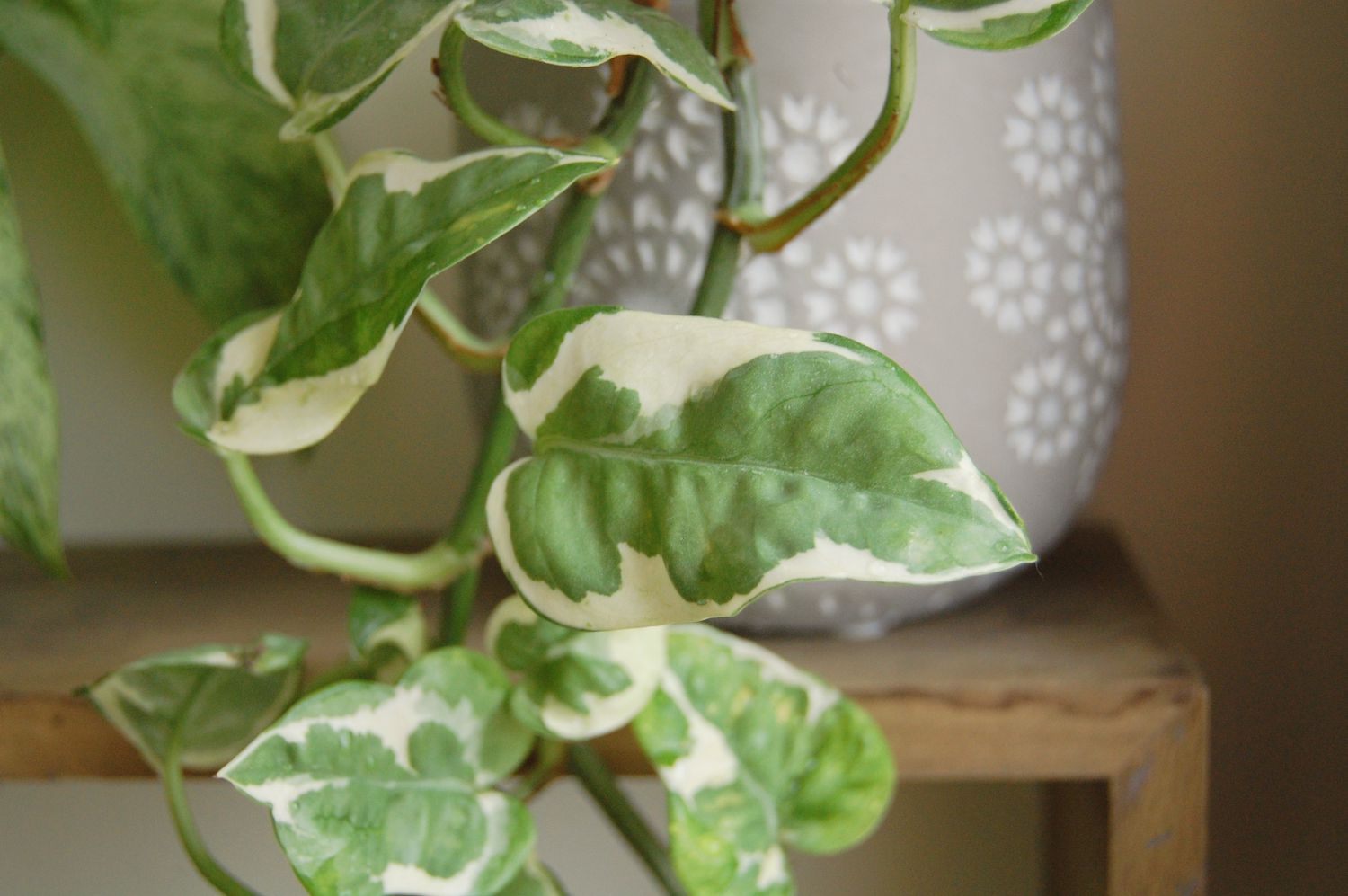 Close up shot of a n'joy pothos leaf with the grey ceramic planter in the background sitting on a wooden shelf.