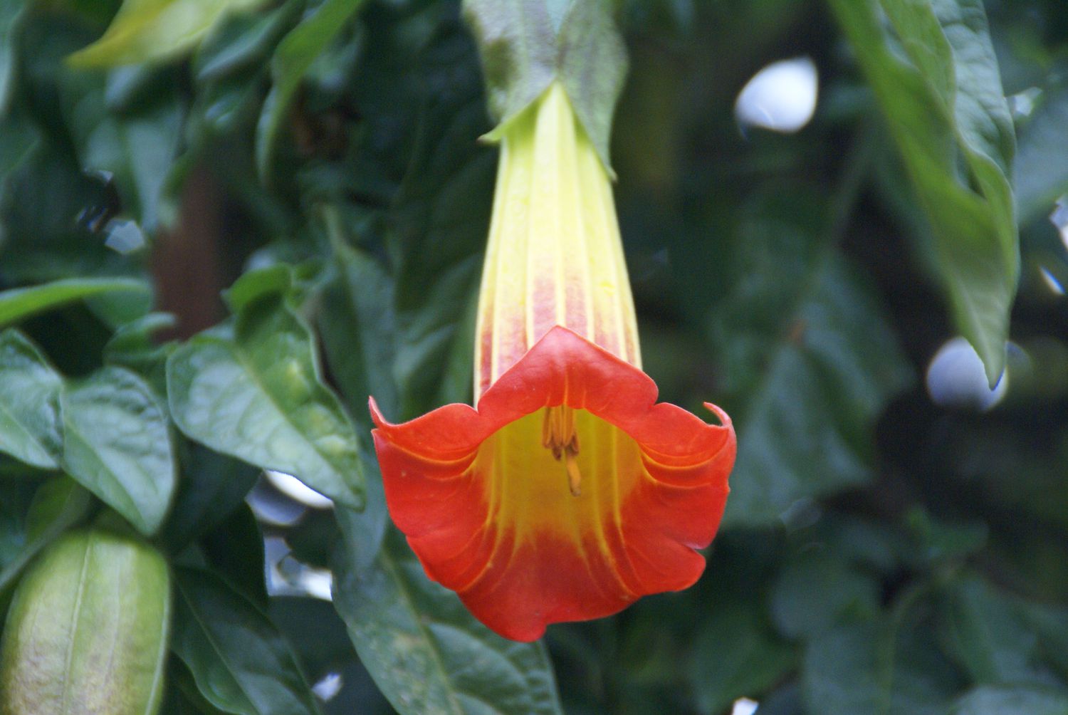 'Brugmansia sanguine' mit langer gelber und orange-roter trompetenartiger Blüte