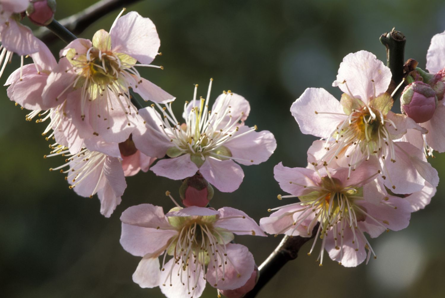 Japanische Aprikosenblüten 