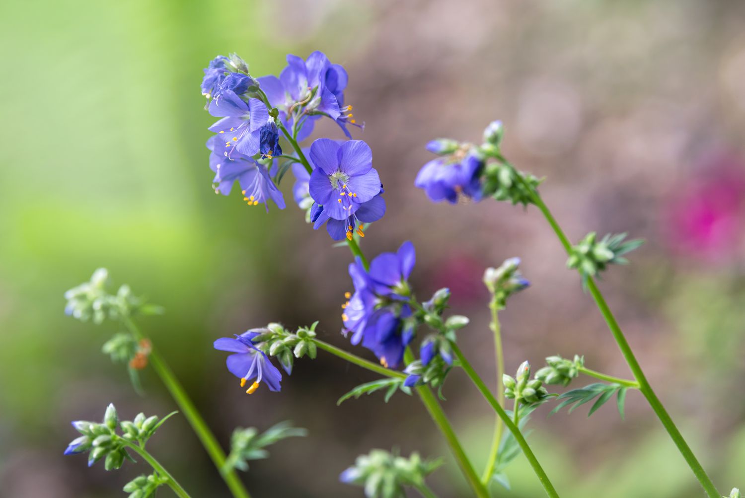 Jakobsleiter-Pflanzenstängel mit kleinen lila Blüten und Knospen an der Spitze