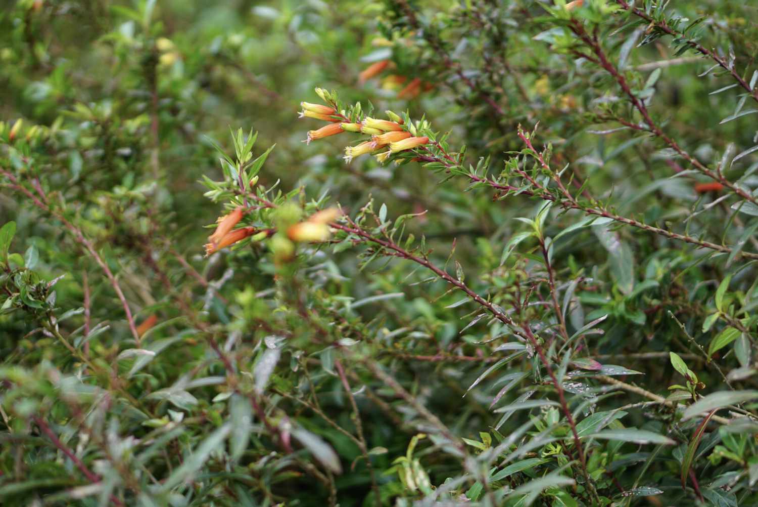 Arbusto de la planta del puro con ramas en forma de montículo y flores tubulares de color amarillo anaranjado