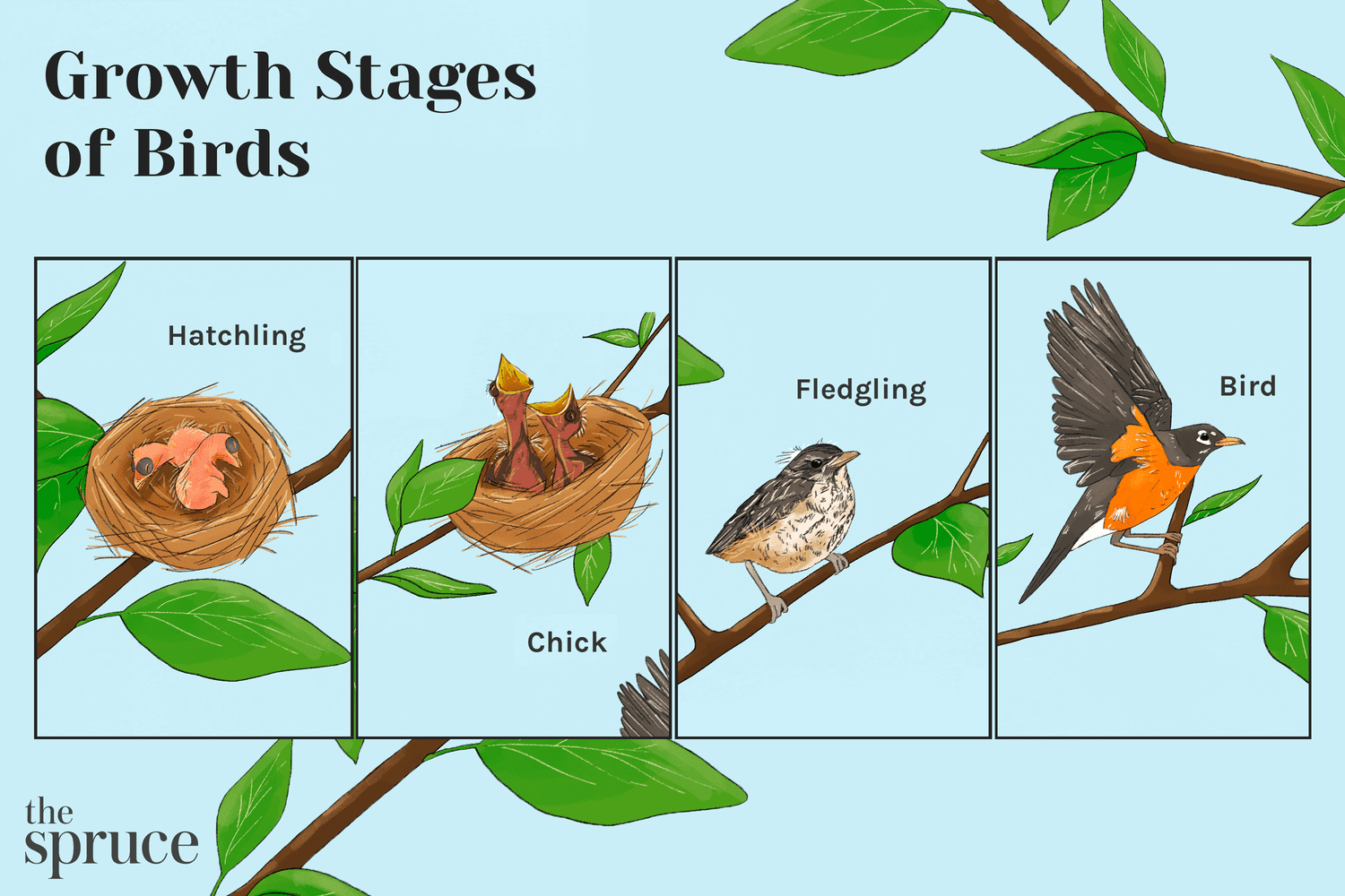 Die Wachstumsstadien der Vögel