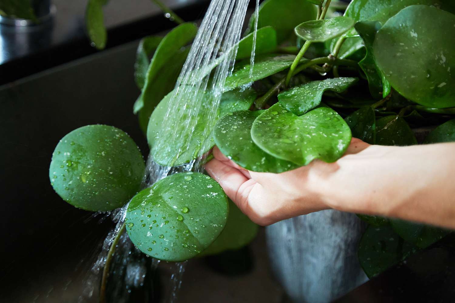 Zimmerpflanze unter fließendem Wasser abgespült, um Blattläuse abzuwaschen