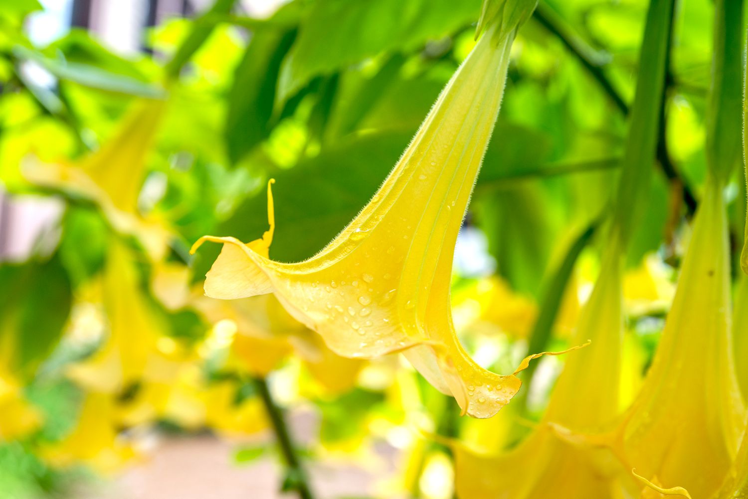 Nahaufnahme von Brugmansia