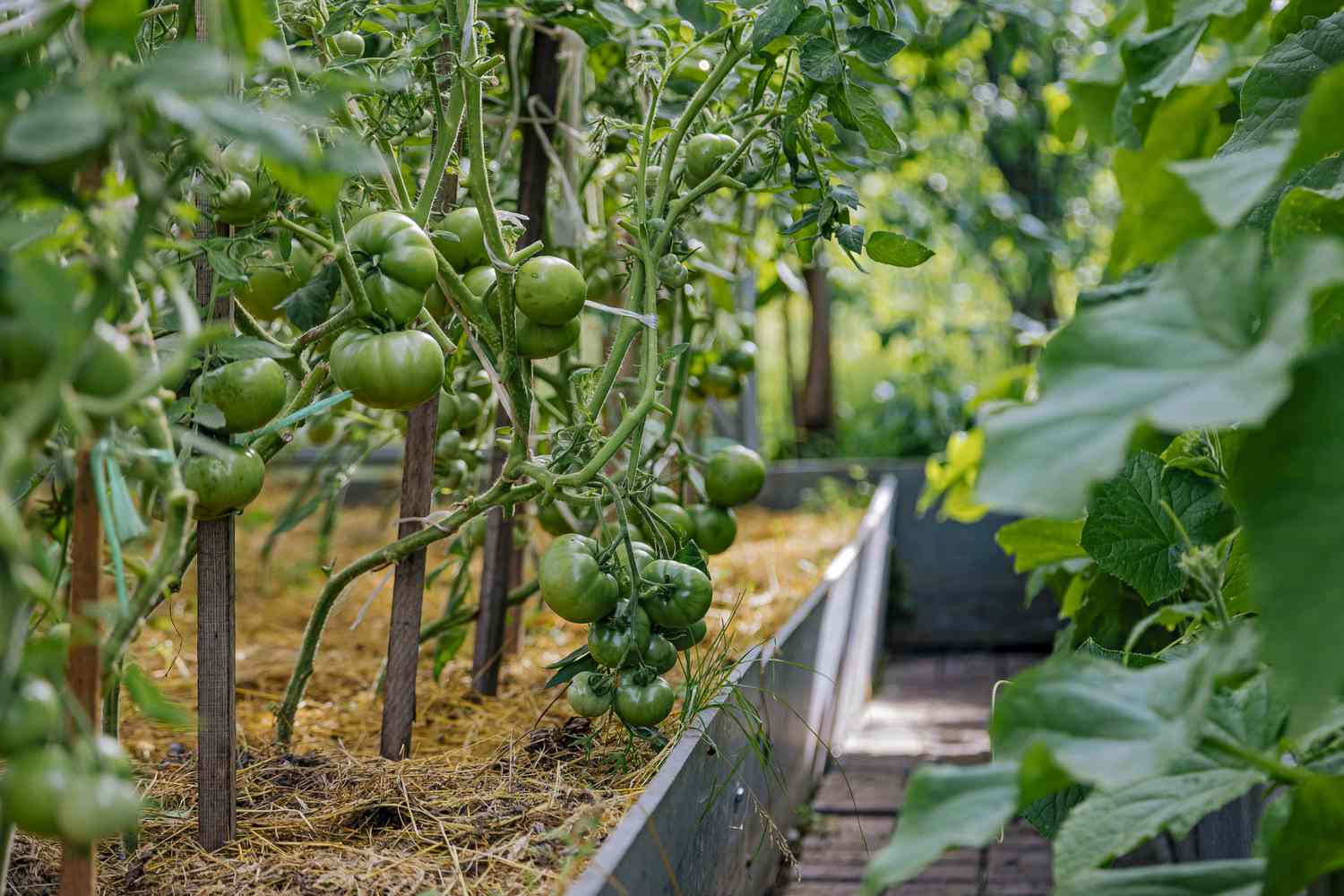 Después de los tomates, no se debe cultivar ningún miembro de la familia de las solanáceas en este parterre durante al menos un año