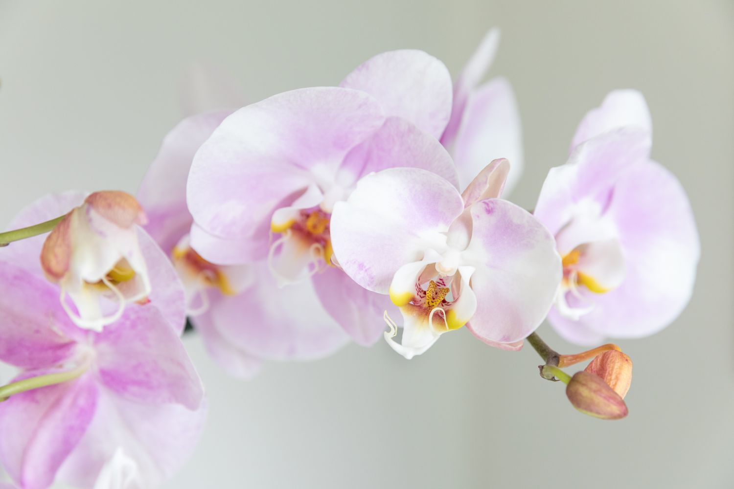 closeup de uma phalaenopsis