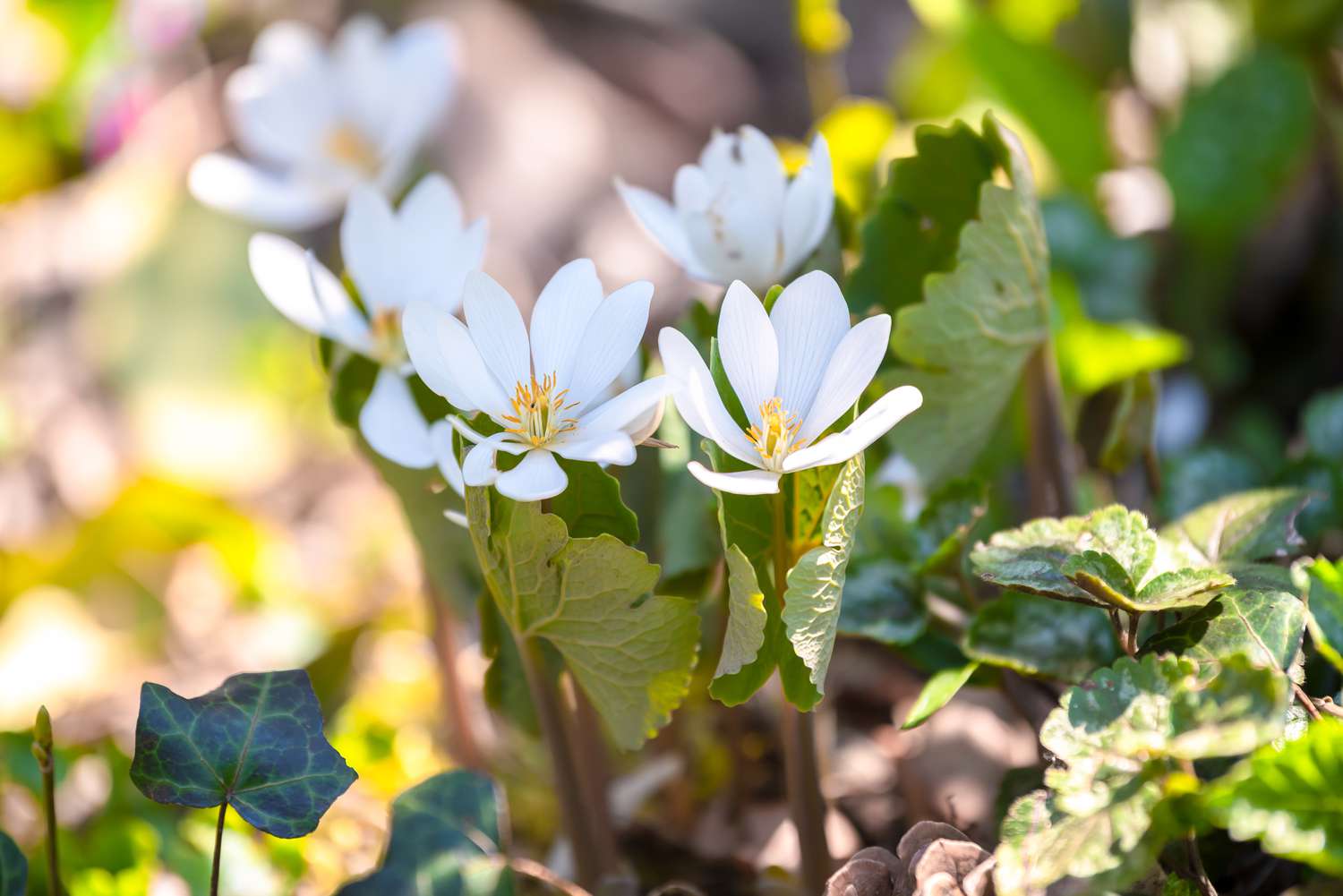 Bloodroot plant with small white flowers on short stems in shade garden