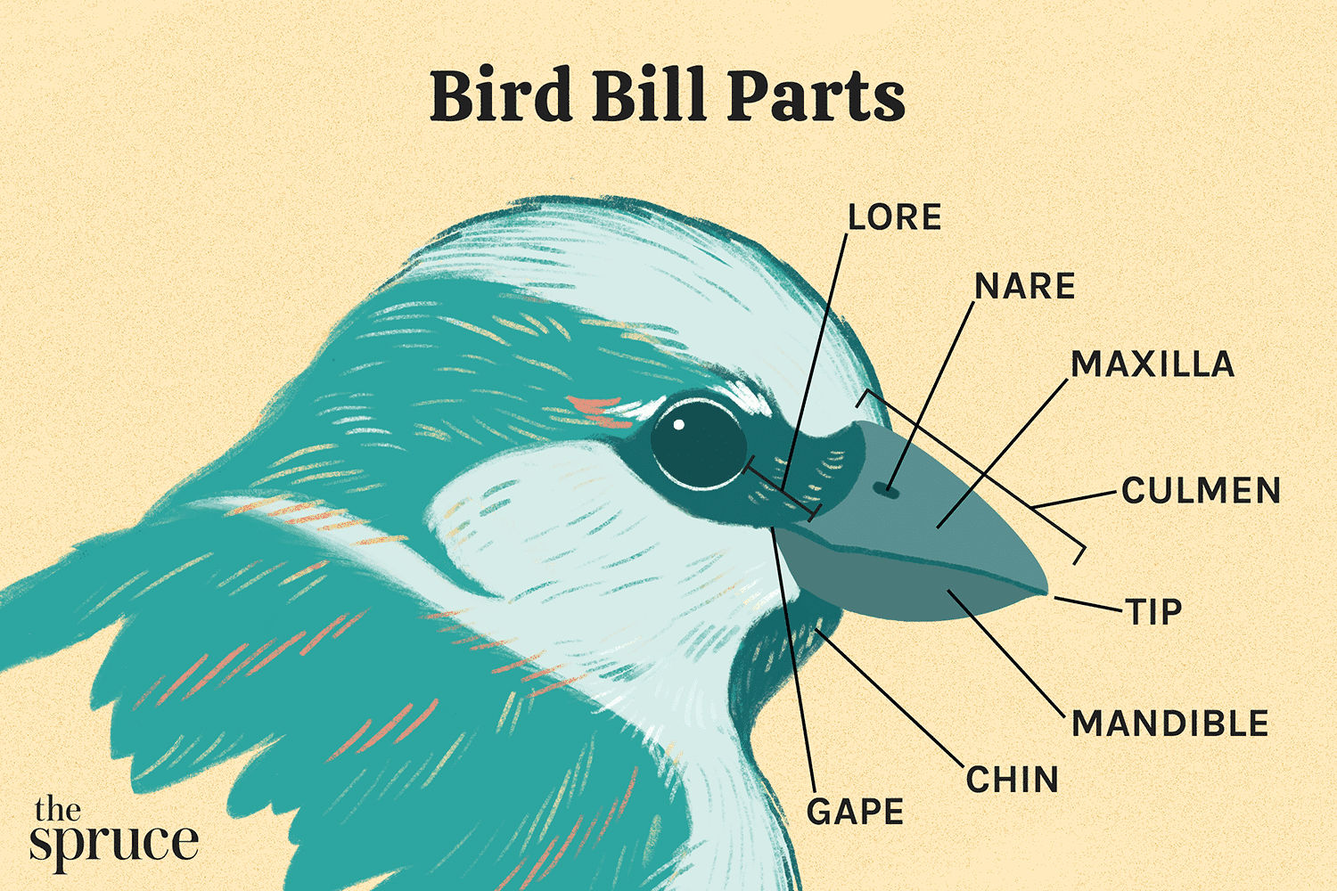 Diagrama das partes do bico do pássaro