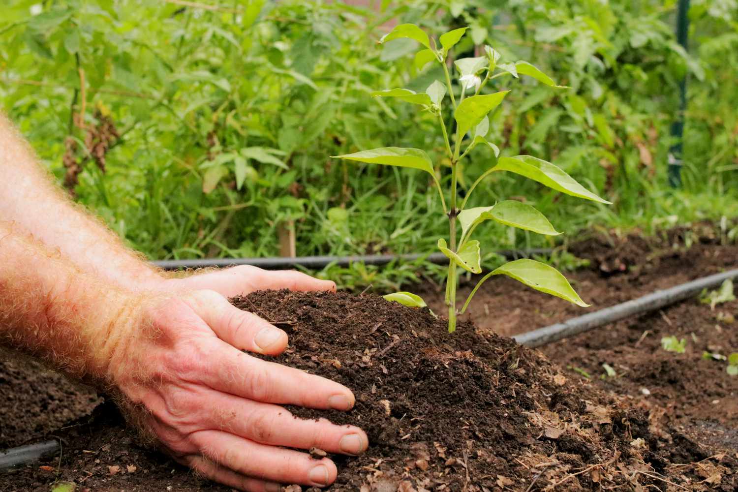 Laubschimmel um kleine Pflanzen im Gartenbeet