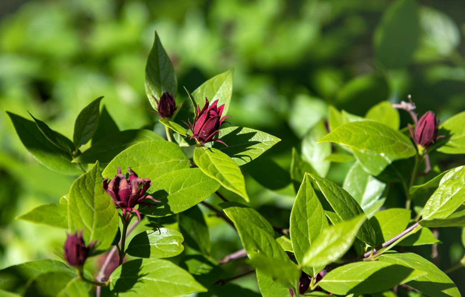 Carolina Piment Pflanze mit tiefroten Blüten an den Zweigen im Sonnenlicht