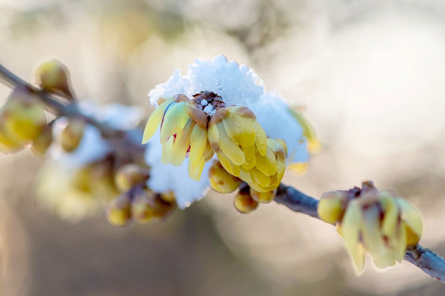 Winterlicher Süßholzzweig mit gelben Blüten, bedeckt mit Schnee, Nahaufnahme