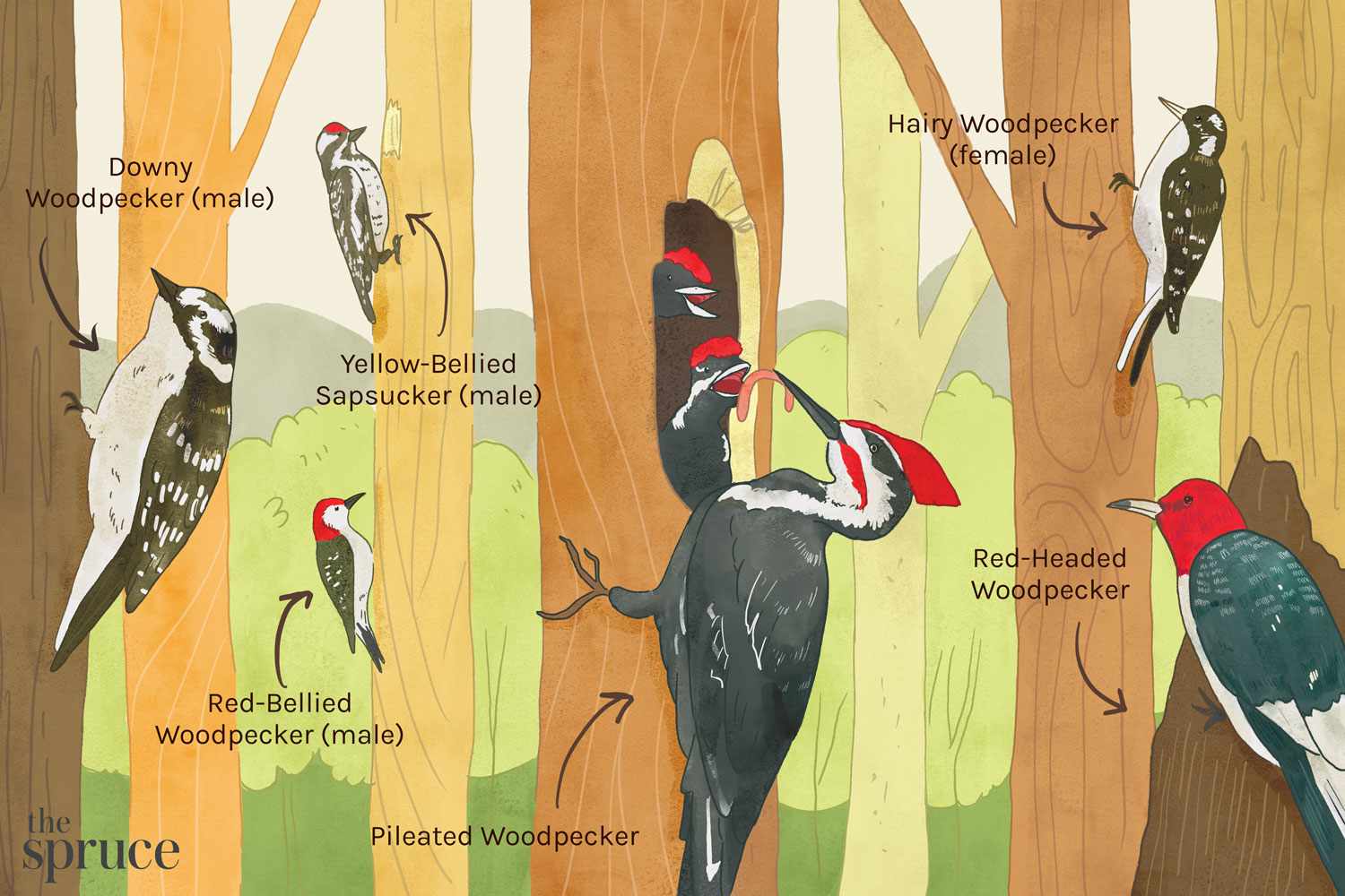 different woodpeckers