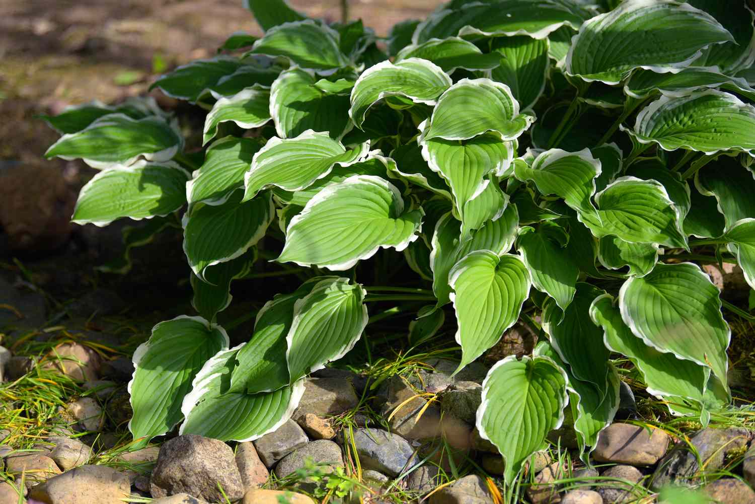 Hosta plant with variegated white and green leaves near rocks