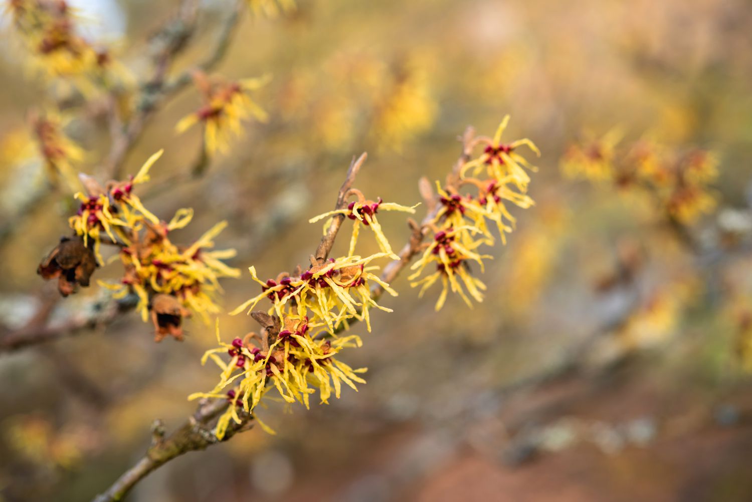 Galho de arbusto de hamamélis comum com flores amarelas em forma de franja
