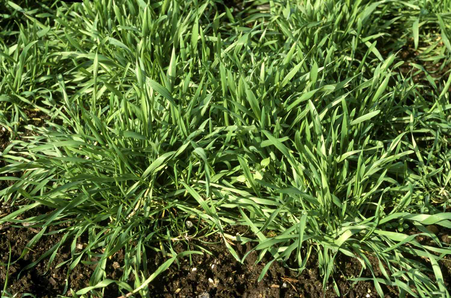 Fertilización, cultivo de abono verde lolium perenne (rye grass) jardinería ecológica, marzo, jardines rhs, Wisley