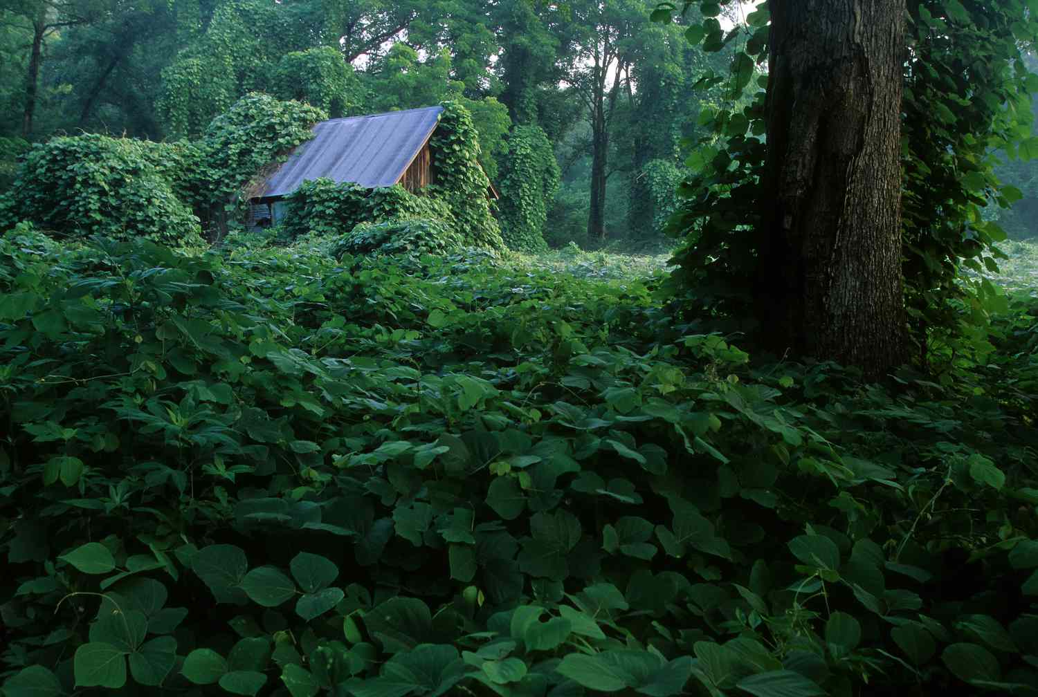 Kudzu im Süden über dem Anbau einer Scheune