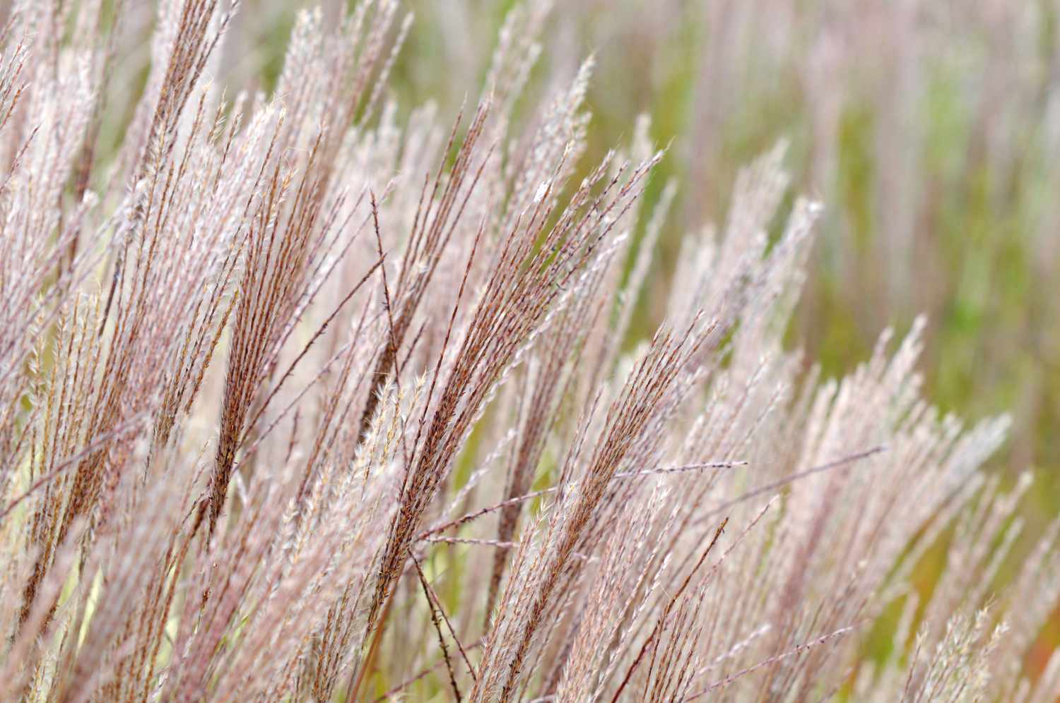 closeup da grama prateada japonesa