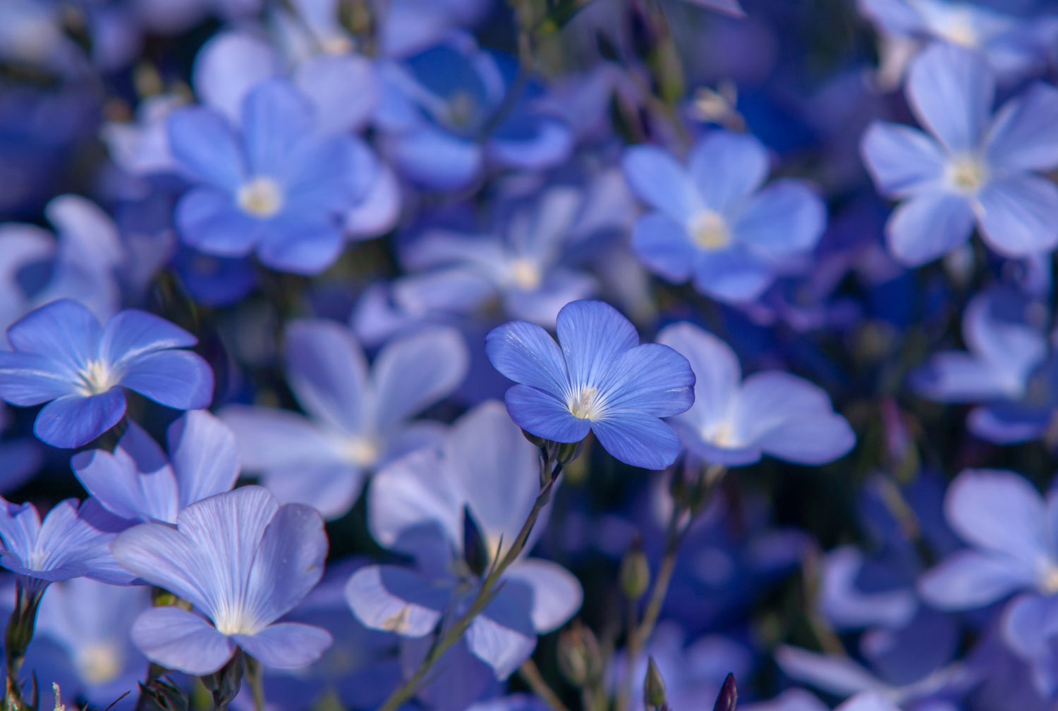 Flachsblüten mit blauen Blütenblättern in Großaufnahme