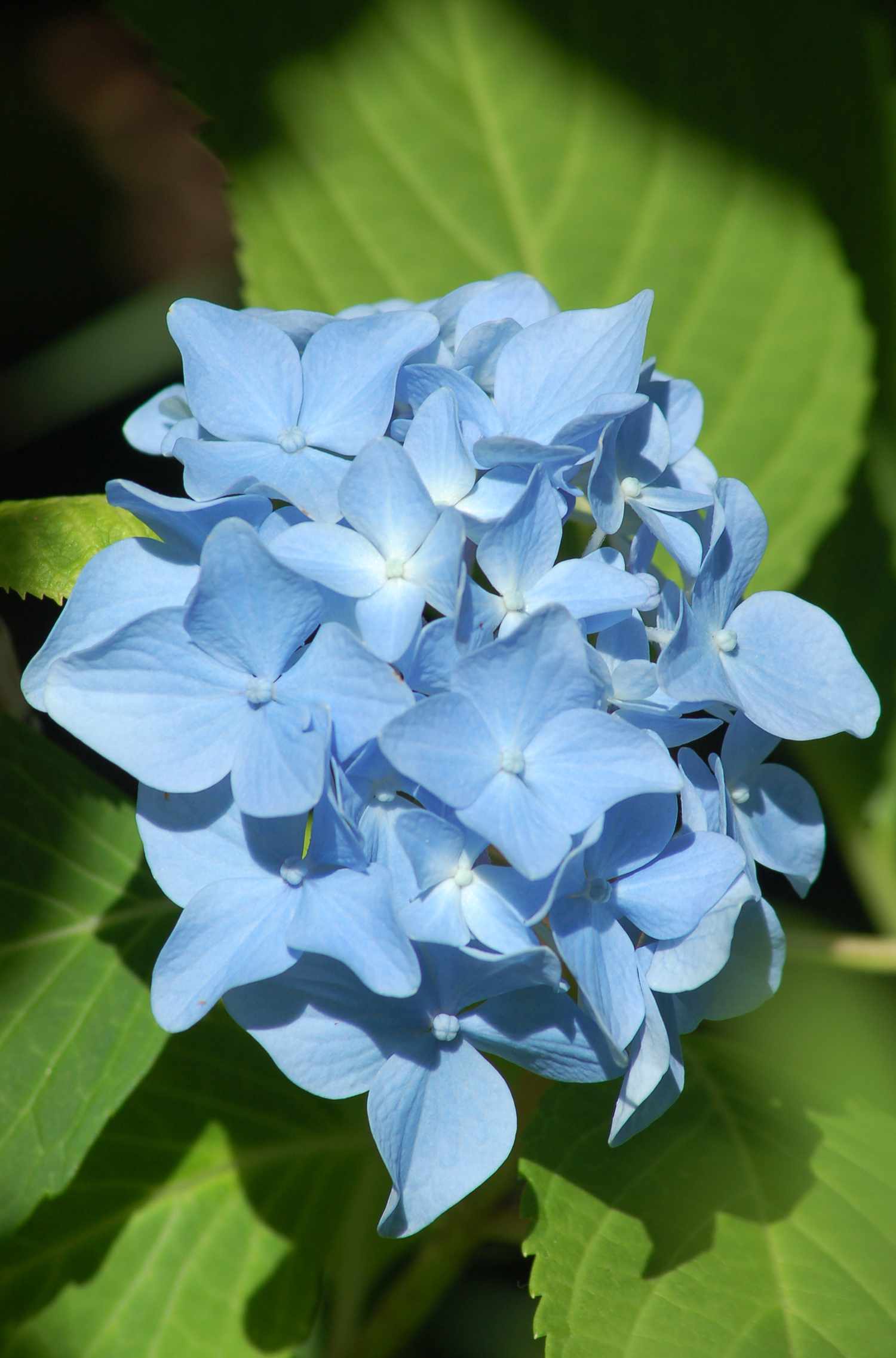'Nikko Blue' Hortensie in Blüte.