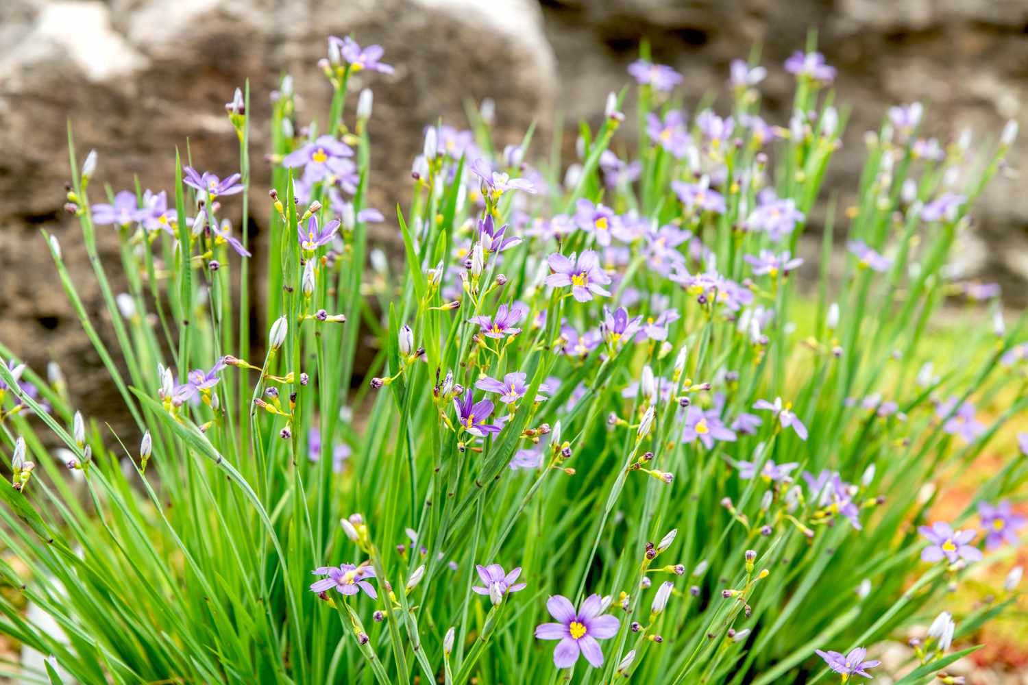 Anbau und Pflege von blauäugigem Gras