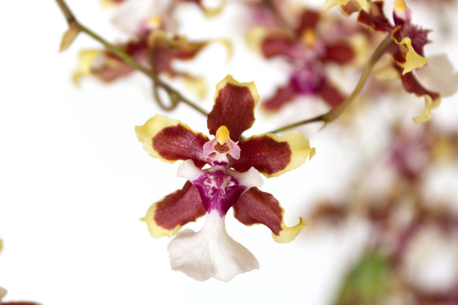 Nahaufnahme einer Oncidium-Orchidee
