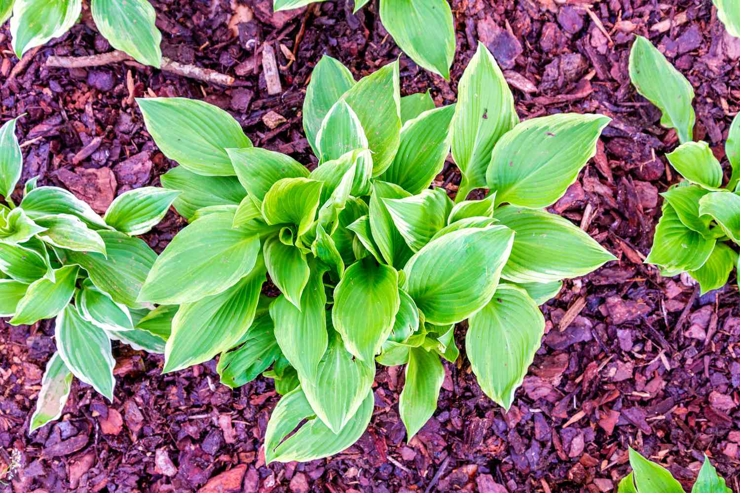 Hosta plantada en un jardín con mantillo de corteza de pino.