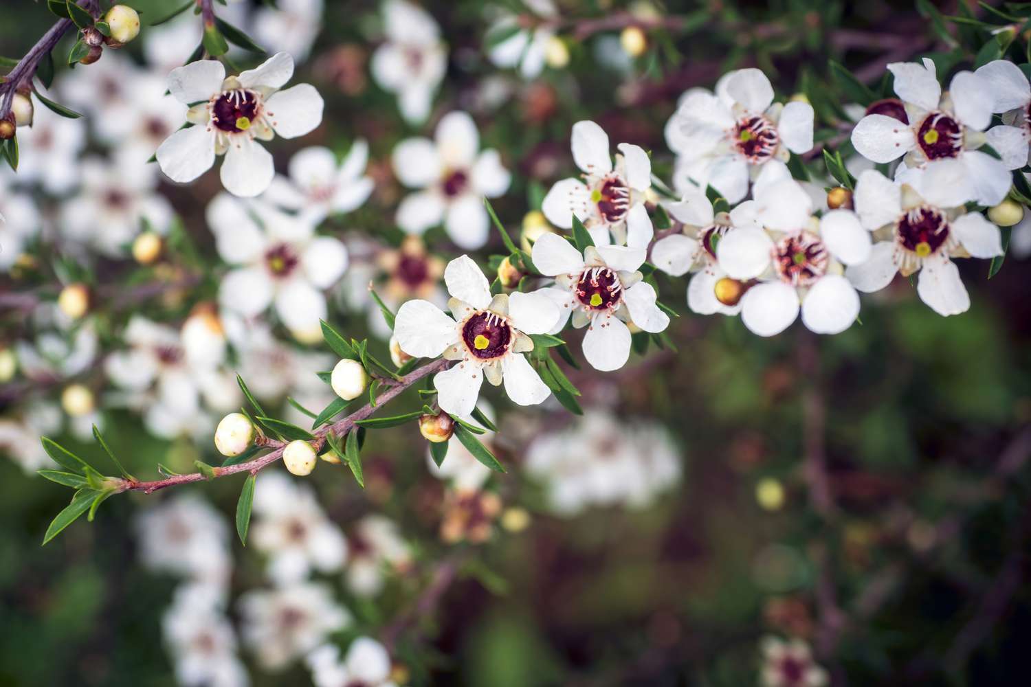 Ramas del árbol del té de Nueva Zelanda con pequeñas flores blancas