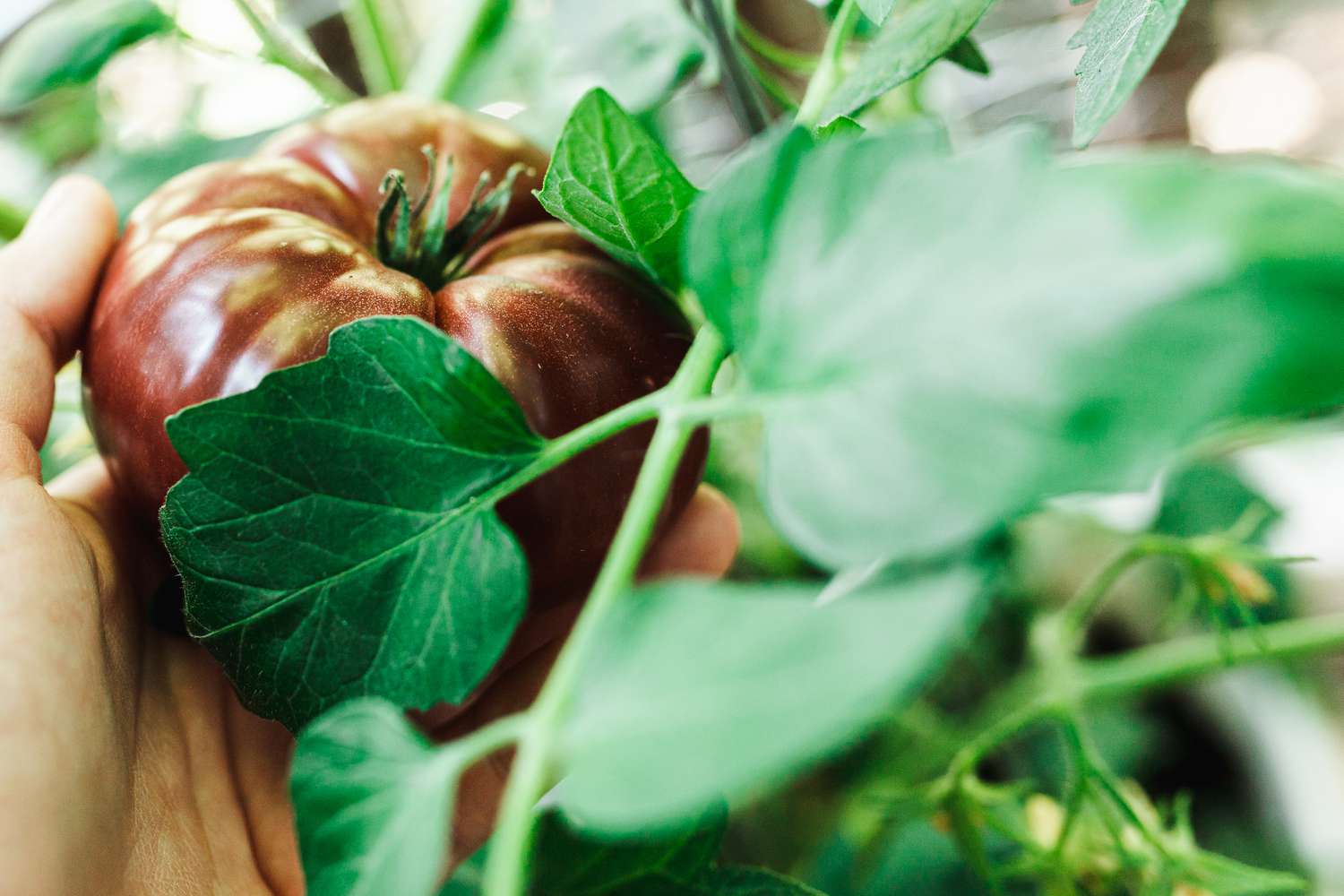 cosecha de tomates reliquia