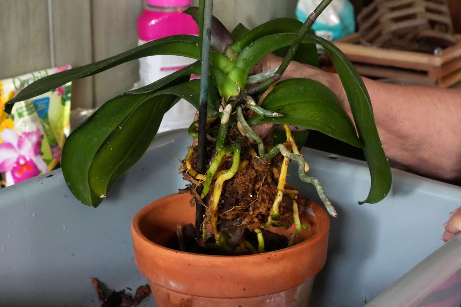 Orchidée avec racines aériennes placée dans un grand pot en argile