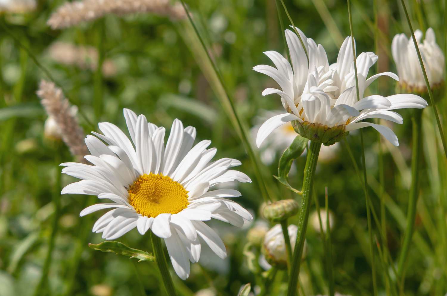 Shasta daisies with white flowers in sunlight closeup