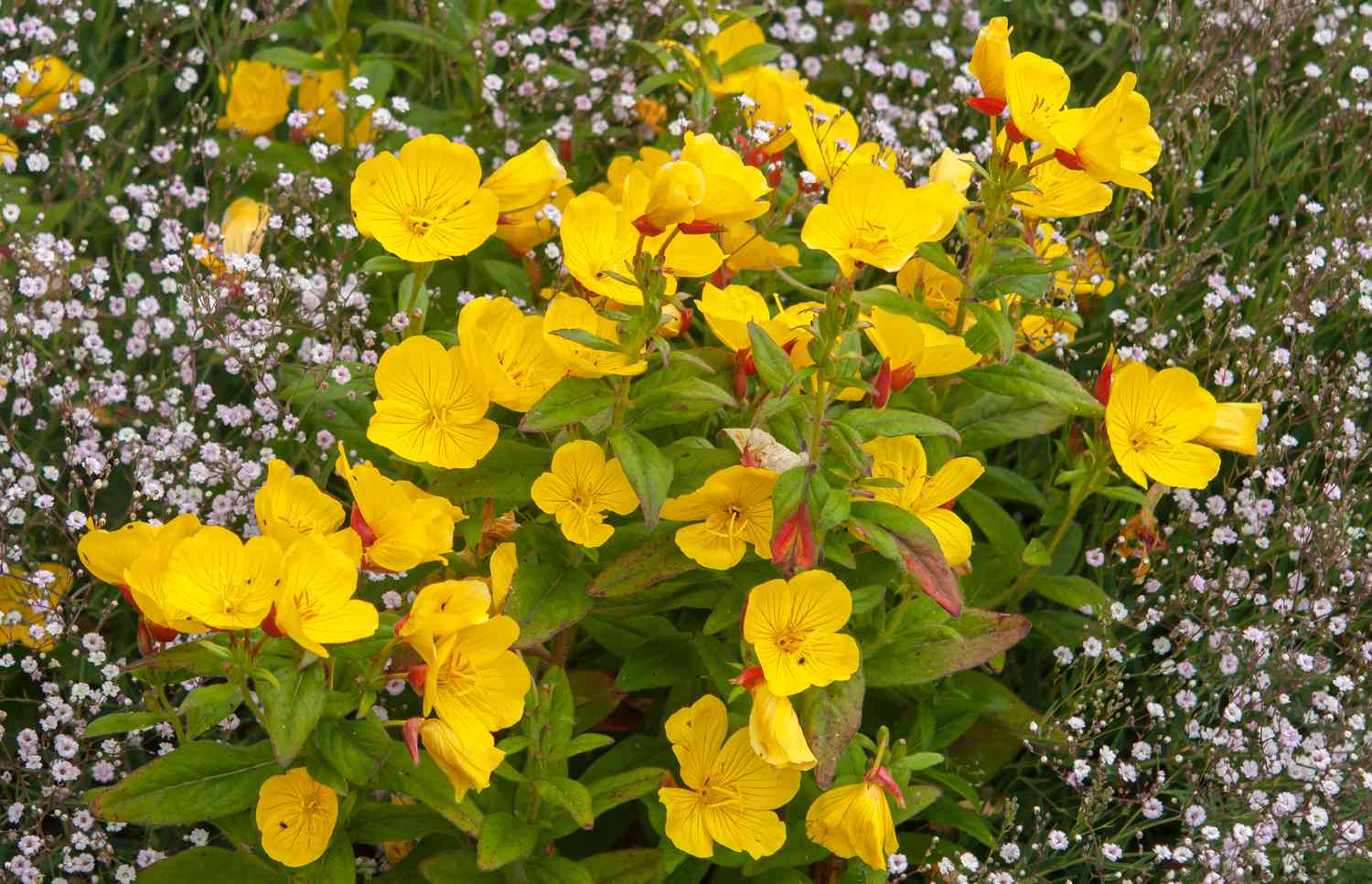 Fleurs d'onagre jaunes avec petits pétales ronds agglutinés 