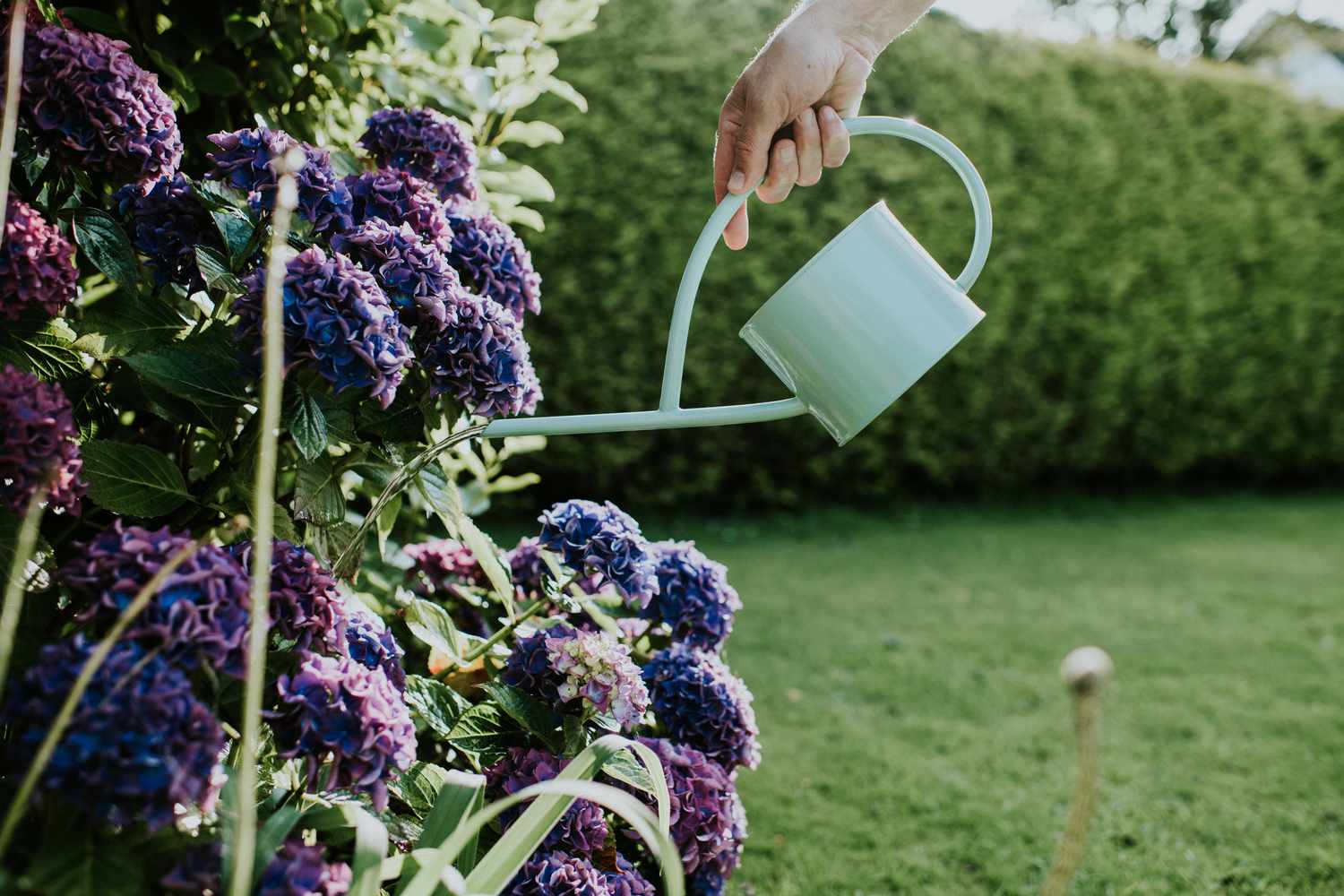 Image de l'arrosage d'un hortensia violet dans un jardin