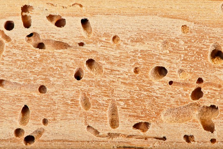 5 bichos que se comen la madera y cómo identificarlos