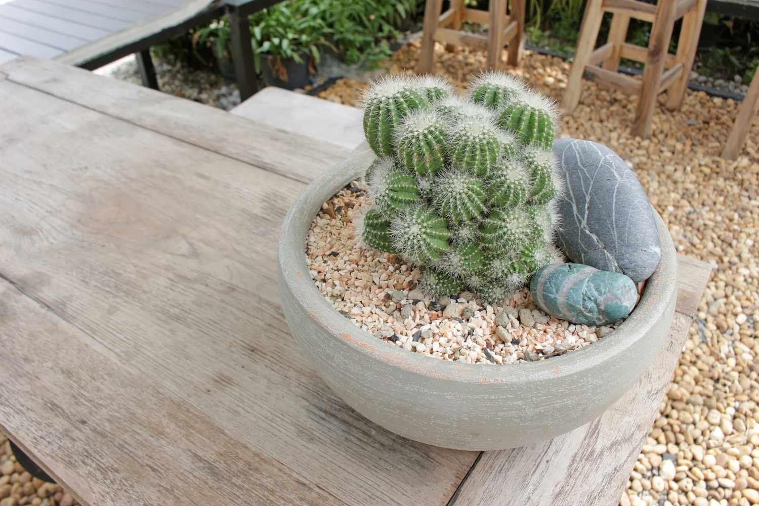 Vaso de barro com cactos, seixos e pedras com pátio de cascalho ao fundo