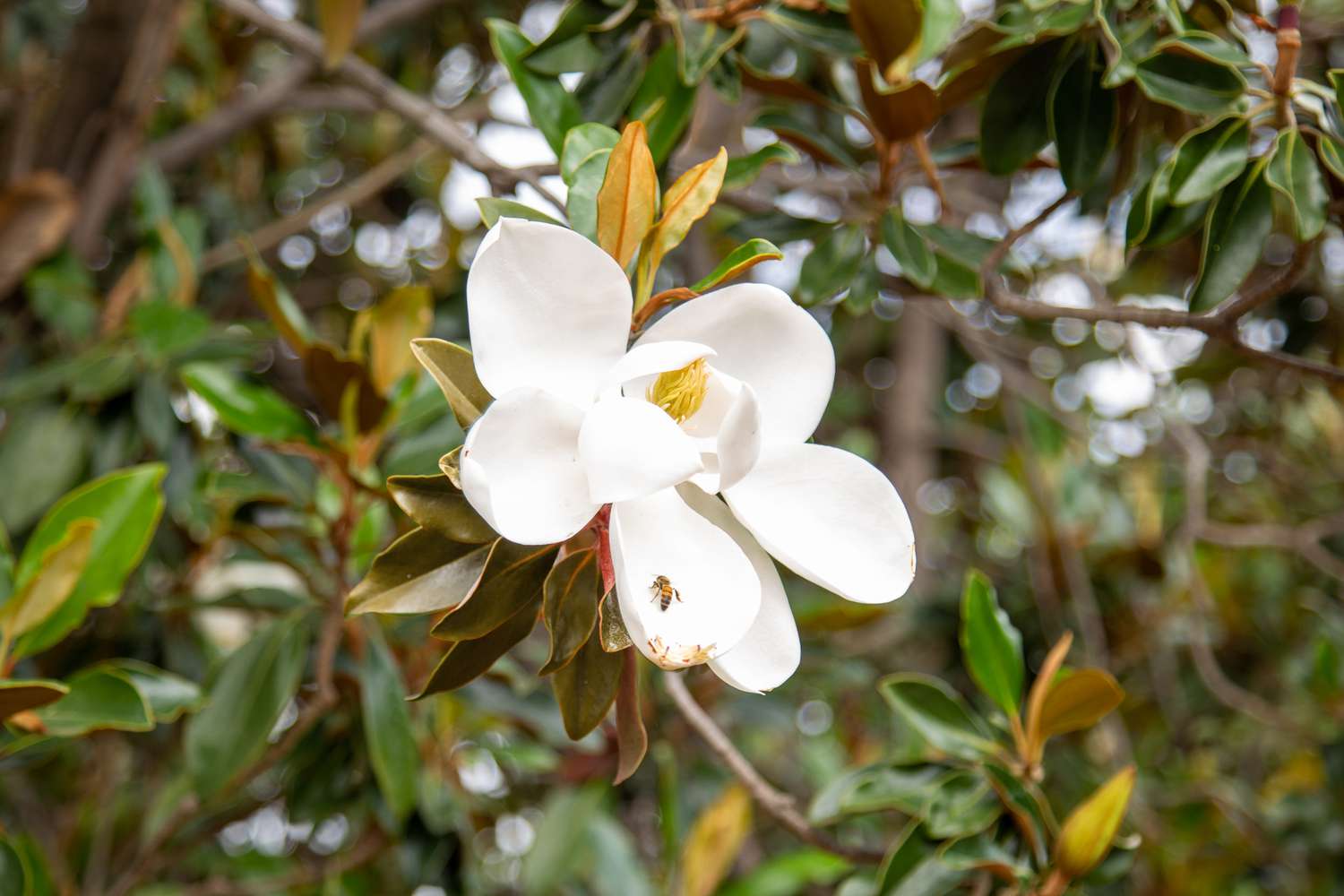 Quelle est la cause du jaunissement des feuilles du Southern Magnolia ?
