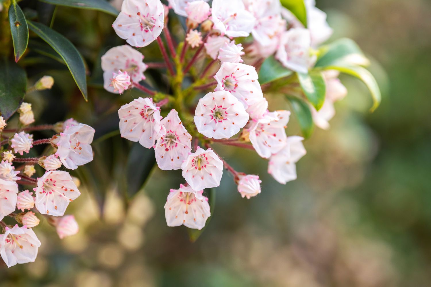 Planta de louro da montanha com pequenas flores e botões brancos e rosa