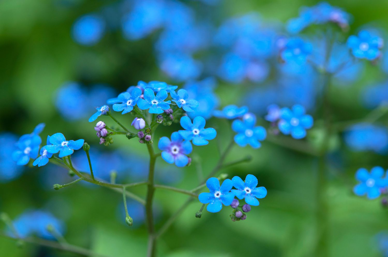 Vergissmeinnicht mit hellblauen Blütenblättern