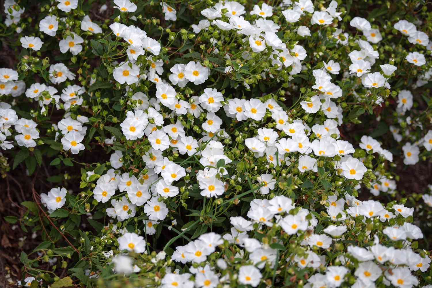 Arbusto de esteva coberto de pequenas flores brancas com centros amarelos